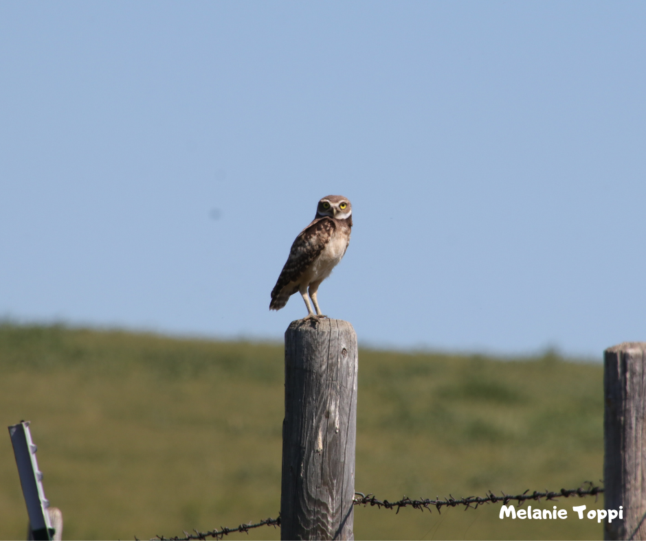 burrowing owl