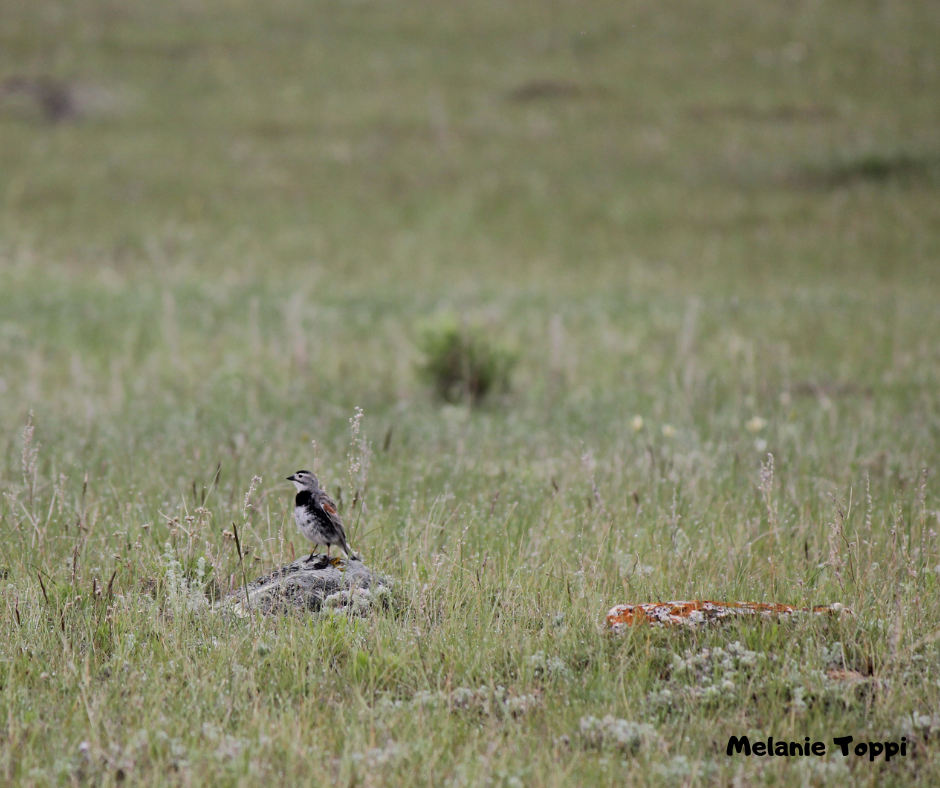 McCowns Longspur